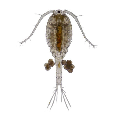 Swell UK Live Copepods Aquarium Fish Food 10 Pack