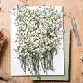 130Pcs Dried Pressed Baby's Breath Flowers, Real Nature Dried Mini White Gypsophila Flowers for Resin Art Craft DIY Making Wedding Card Home Party Decor