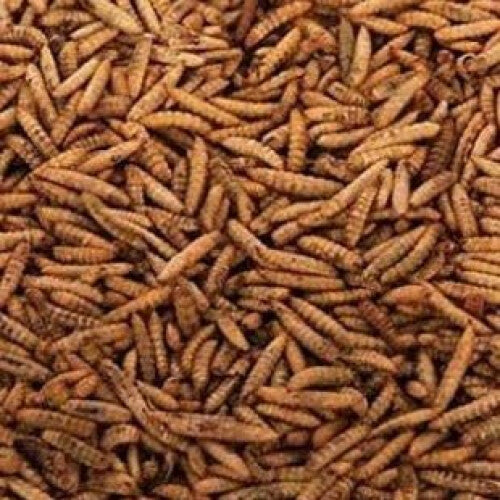 (12.55kg) Dried Calciworms (Dried Black Soldier Fly Larvae)