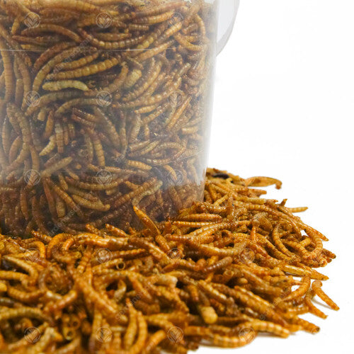 GardenersDream Dried Mealworms (10L)