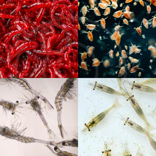 (Live Daphnia Food, 140ml x 3 Bags) Live Food (Bloodworm/Daphnia/Shrimp/Mysis)